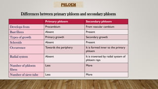 Phloem
Differences between primary phloem and secondary phloem
Primary phloem Secondary phloem
Develops from Procambium From vascular cambium
Bast fibres Absent Present
Types of growth Primary growth Secondary growth
Sclereids Absent Present
Occurrence Towards the periphery It is formed inner to the primary
phloem
Radial system Absent It is traversed by radial system of
phloem rays
Number of phloem
fibres
Less More
Number of sieve tube Less More
 