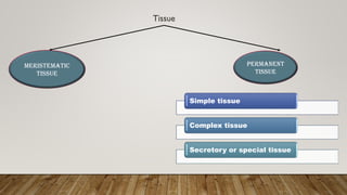 Tissue
Meristematic
tissue
Permanent
tissue
Simple tissue
Complex tissue
Secretory or special tissue
 