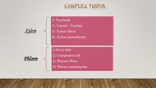 Xylem
1) Tracheids
2) Vessels / Trachea
3) Xylem fibres
4) Xylem parenchyma
Phloem
1) Sieve tube
2) Companion cell
3) Phloem fibres
4) Phloem parenchyma
 