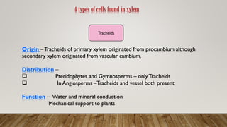 4 types of cells found in xylem
Tracheids
Origin – Tracheids of primary xylem originated from procambium although
secondary xylem originated from vascular cambium.
Distribution –
❑ Pteridophytes and Gymnosperms – only Tracheids
❑ In Angiosperms –Tracheids and vessel both present
Function – Water and mineral conduction
Mechanical support to plants
 
