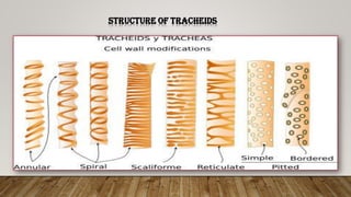 Structure of tracheids
 
