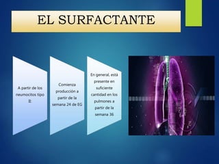 EL SURFACTANTE
A partir de los
neumocitos tipo
II:
Comienza
producción a
partir de la
semana 24 de EG
En general, está
presente en
suficiente
cantidad en los
pulmones a
partir de la
semana 36
 