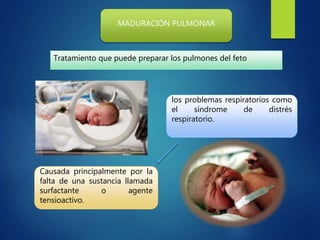 MADURACIÓN PULMONAR
Tratamiento que puede preparar los pulmones del feto
los problemas respiratorios como
el síndrome de distrés
respiratorio.
Causada principalmente por la
falta de una sustancia llamada
surfactante o agente
tensioactivo.
 