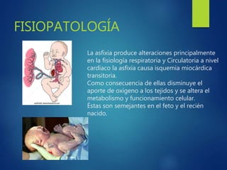 La asfixia produce alteraciones principalmente
en la fisiología respiratoria y Circulatoria a nivel
cardíaco la asfixia causa isquemia miocárdica
transitoria.
Como consecuencia de ellas disminuye el
aporte de oxígeno a los tejidos y se altera el
metabolismo y funcionamiento celular.
Éstas son semejantes en el feto y el recién
nacido.
FISIOPATOLOGÍA
 
