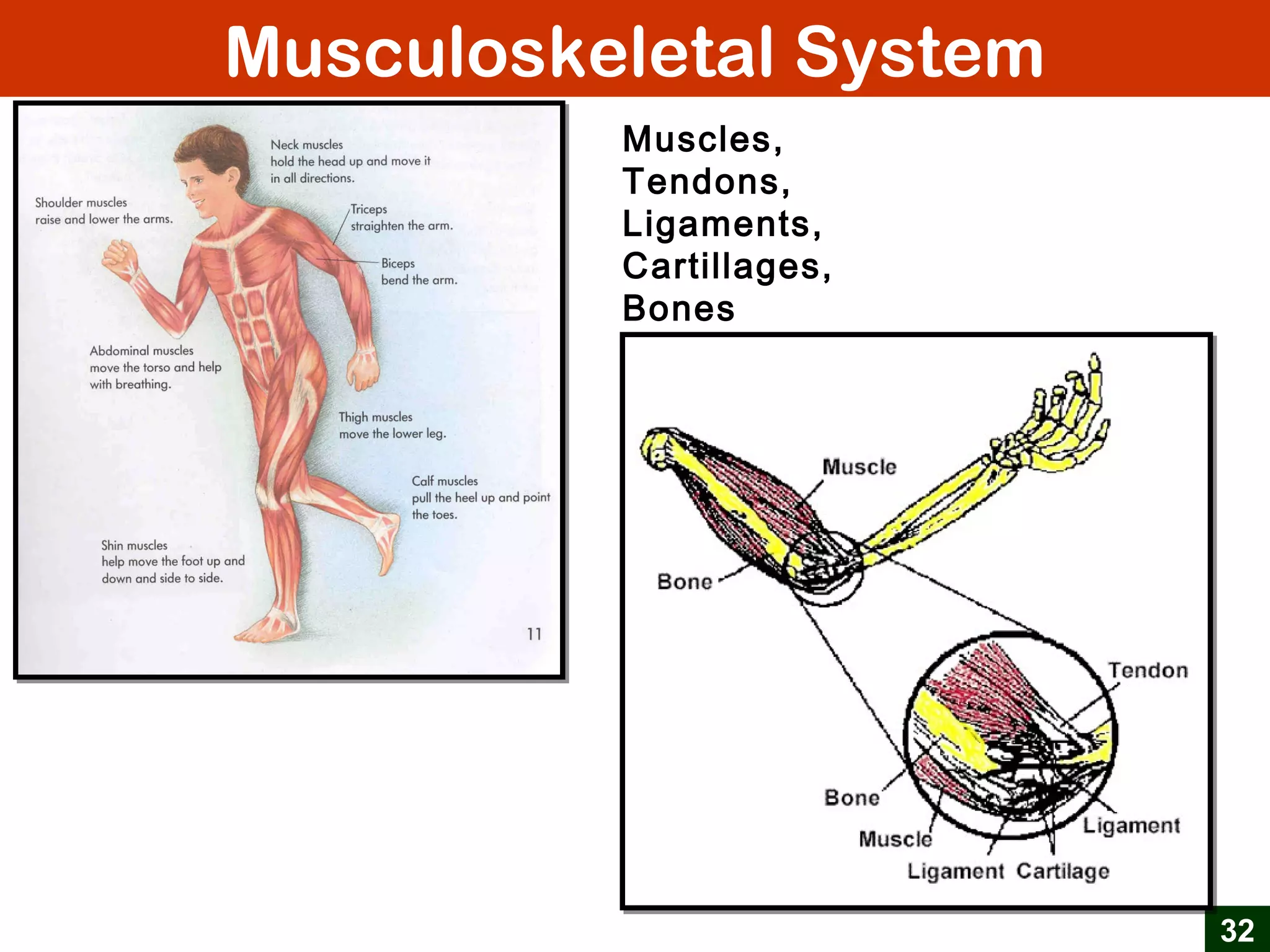 Musculoskeletal System
32
Muscles,
Tendons,
Ligaments,
Cartillages,
Bones
 