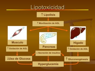 Lipotoxicidad    Lipolisis    Movilización de AGL    Secreción de insulina Hyperglucemia    Oxidación de AGL  Uso de Glucosa    Oxidación de AGL    Gluconeogénesis Musculo Hígado Pancreas 