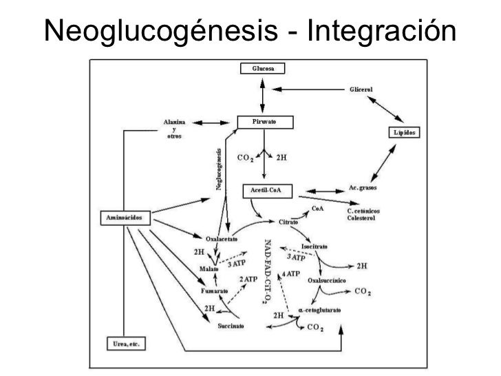 Complicaciones cronicas de la diabetes mellitus hesv Complicaciones cronicas de la diabetes mellitus hesv