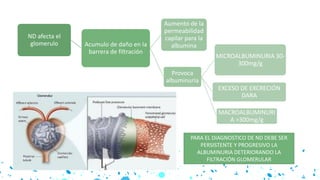 ND afecta el
glomerulo Acumulo de daño en la
barrera de filtración
Aumento de la
permeabilidad
capilar para la
albumina
Provoca
albuminuria
MICROALBUMINURIA 30-
300mg/g
EXCESO DE EXCRECIÓN
DARA
MACROALBUMINURI
A >300mg/g
PARA EL DIAGNOSTICO DE ND DEBE SER
PERSISTENTE Y PROGRESIVO LA
ALBUMINURIA DETERIORANDO LA
FILTRACIÓN GLOMERULAR
 