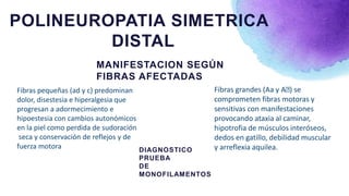 Fibras grandes (Aa y A ) se
comprometen fibras motoras y
sensitivas con manifestaciones
provocando ataxia al caminar,
hipotrofia de músculos interóseos,
dedos en gatillo, debilidad muscular
y arreflexia aquilea.
MANIFESTACION SEGÚN
FIBRAS AFECTADAS
POLINEUROPATIA SIMETRICA
DISTAL
Fibras pequeñas (ad y c) predominan
dolor, disestesia e hiperalgesia que
progresan a adormecimiento e
hipoestesia con cambios autonómicos
en la piel como perdida de sudoración
seca y conservación de reflejos y de
fuerza motora DIAGNOSTICO
PRUEBA
DE
MONOFILAMENTOS
 