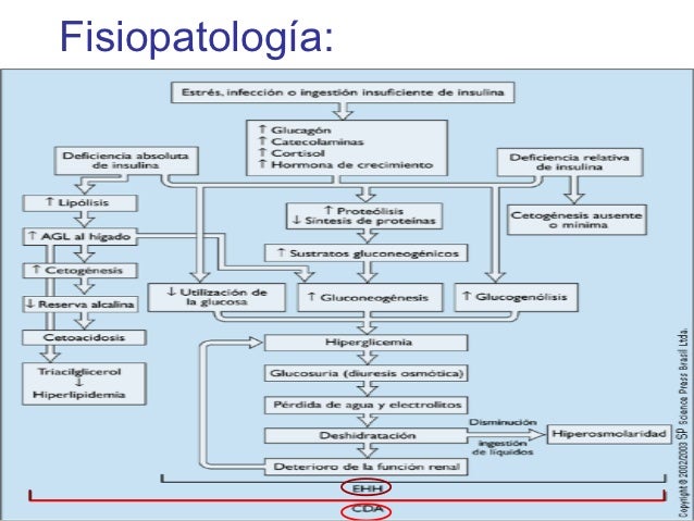 Complicaciones Agudas Diabetes Mellitus Complicaciones Agudas Diabetes Mellitus