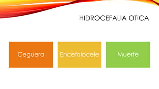 HIDROCEFALIA OTICA
Ceguera Encefalocele Muerte
 