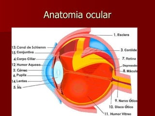 Anatomia ocular 
