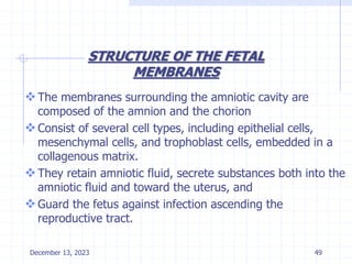 STRUCTURE OF THE FETAL
MEMBRANES
The membranes surrounding the amniotic cavity are
composed of the amnion and the chorion
Consist of several cell types, including epithelial cells,
mesenchymal cells, and trophoblast cells, embedded in a
collagenous matrix.
They retain amniotic fluid, secrete substances both into the
amniotic fluid and toward the uterus, and
Guard the fetus against infection ascending the
reproductive tract.
December 13, 2023 49
 
