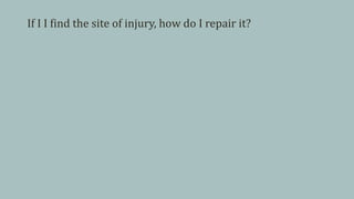 If I I find the site of injury, how do I repair it?
 
