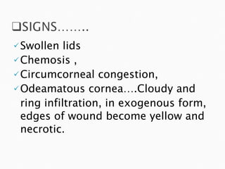 Swollen lids Chemosis , Circumcorneal congestion, Odeamatous cornea….Cloudy and  ring infiltration, in exogenous form, edges of wound become yellow and necrotic. 