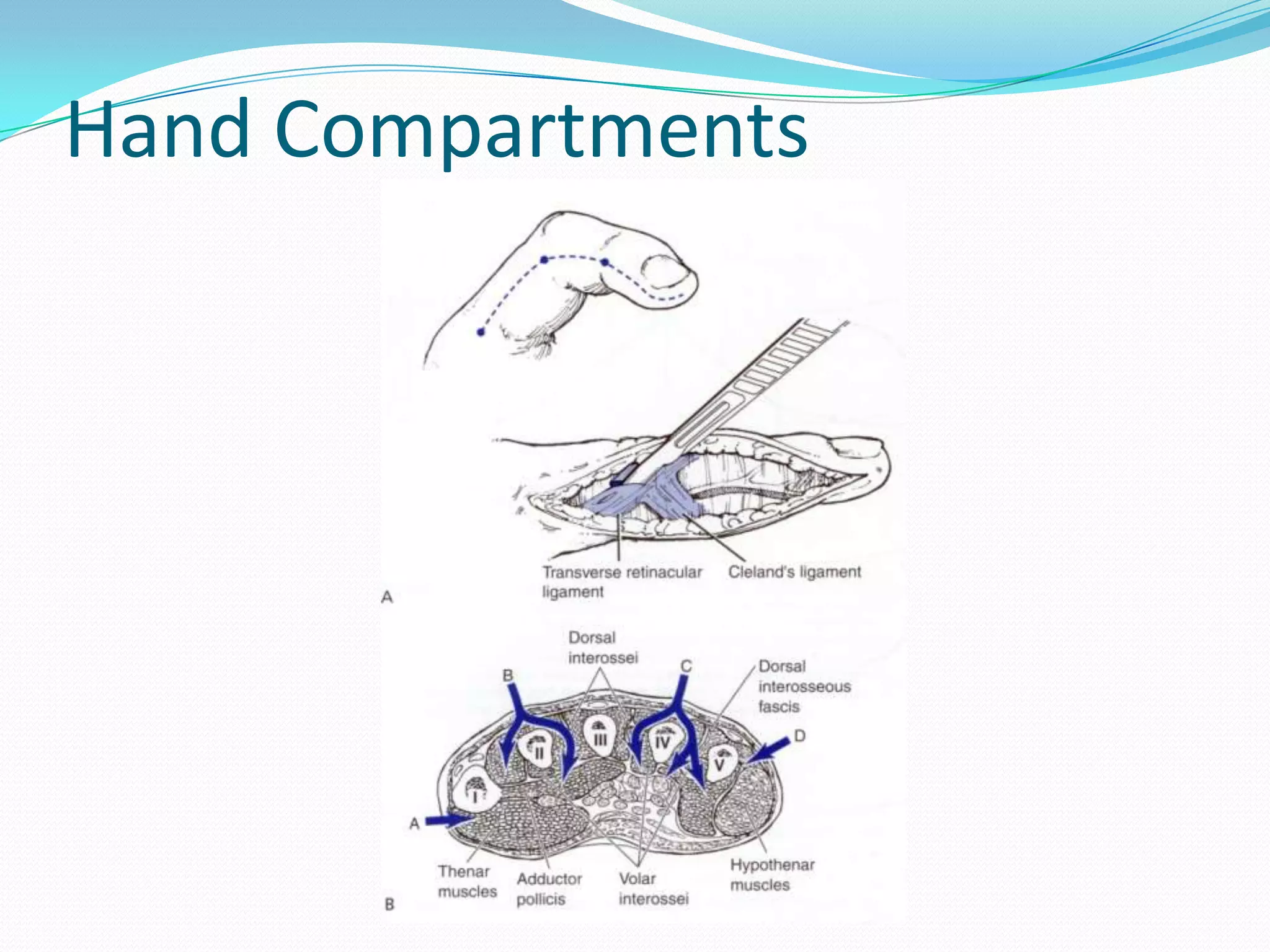 Hand Compartments
 