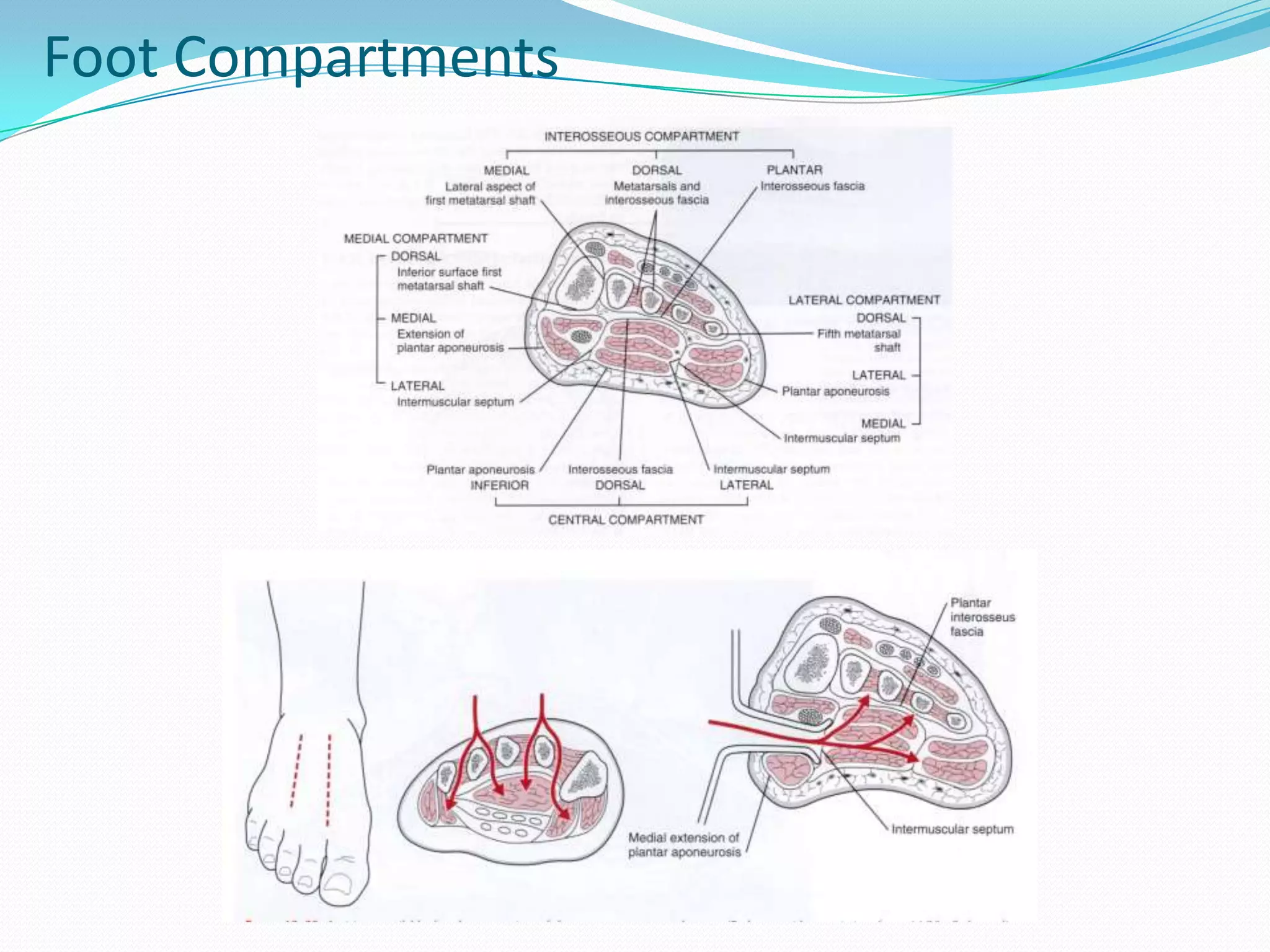 Foot Compartments
 