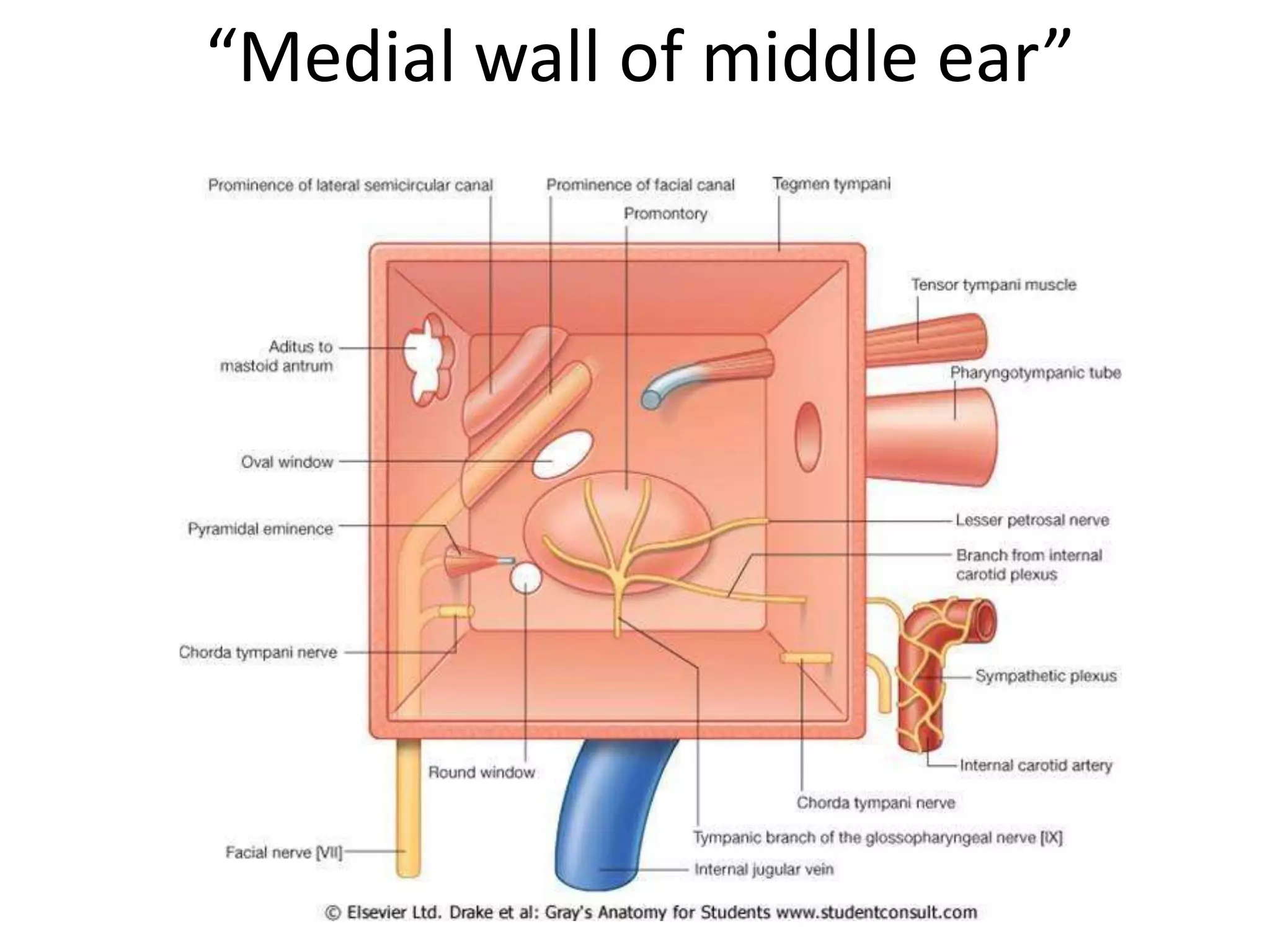 “Medial wall of middle ear”
 