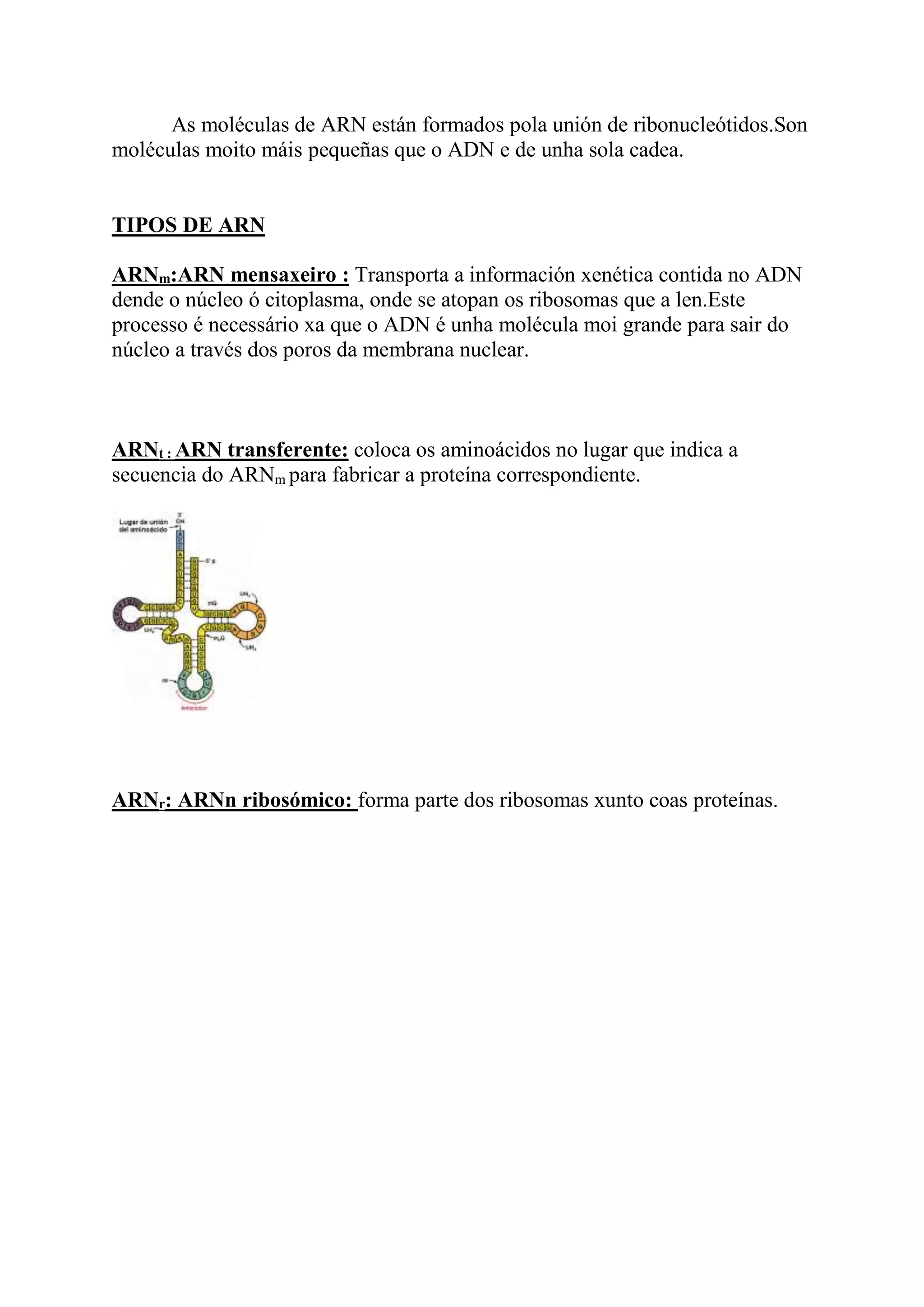 Compoñentes e tipos de arn | DOCX