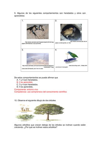 9. Algunos de los siguientes comportamientos son heredados y otros son
aprendidos:

De estos comportamientos se puede afirmar que
A. 1 y 4 son heredados.
B. 2 es aprendido.
C. 3 y 4 son heredados.
D. 4 es aprendido.
Componente: entorno vivo
Competencia: uso comprensivo del conocimiento científico

10. Observa el siguiente dibujo de dos árboles

Algunos arbolitos que crecen debajo de los árboles se inclinan cuando están
creciendo. ¿Por qué se inclinan estos arbolitos?

 