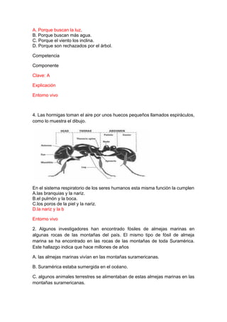 A. Porque buscan la luz.
B. Porque buscan más agua.
C. Porque el viento los inclina.
D. Porque son rechazados por el árbol.
Competencia
Componente
Clave: A
Explicación
Entorno vivo

4. Las hormigas toman el aire por unos huecos pequeños llamados espiráculos,
como lo muestra el dibujo.

En el sistema respiratorio de los seres humanos esta misma función la cumplen
A.las branquias y la nariz.
B.el pulmón y la boca.
C.los poros de la piel y la nariz.
D.la nariz y la b
Entorno vivo
2. Algunos investigadores han encontrado fósiles de almejas marinas en
algunas rocas de las montañas del país. El mismo tipo de fósil de almeja
marina se ha encontrado en las rocas de las montañas de toda Suramérica.
Este hallazgo indica que hace millones de años
A. las almejas marinas vivían en las montañas suramericanas.
B. Suramérica estaba sumergida en el océano.
C. algunos animales terrestres se alimentaban de estas almejas marinas en las
montañas suramericanas.

 