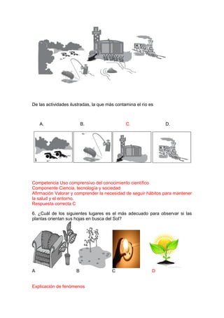 De las actividades ilustradas, la que más contamina el río es

A.

B.

C.

D.

Competencia Uso comprensivo del conocimiento científico
Componente Ciencia, tecnología y sociedad
Afirmación Valorar y comprender la necesidad de seguir hábitos para mantener
la salud y el entorno.
Respuesta correcta C
6. ¿Cuál de los siguientes lugares es el más adecuado para observar si las
plantas orientan sus hojas en busca del Sol?

A

B

Explicación de fenómenos

C

D

 