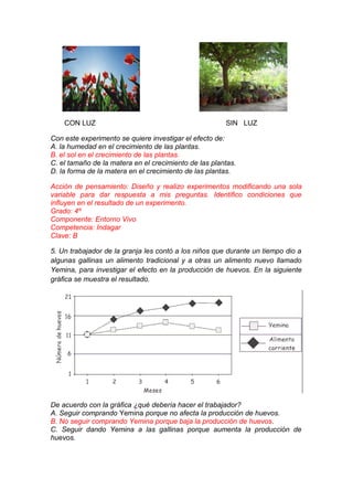 CON LUZ

SIN LUZ

Con este experimento se quiere investigar el efecto de:
A. la humedad en el crecimiento de las plantas.
B. el sol en el crecimiento de las plantas.
C. el tamaño de la matera en el crecimiento de las plantas.
D. la forma de la matera en el crecimiento de las plantas.
Acción de pensamiento: Diseño y realizo experimentos modificando una sola
variable para dar respuesta a mis preguntas. Identifico condiciones que
influyen en el resultado de un experimento.
Grado: 4º
Componente: Entorno Vivo
Competencia: Indagar
Clave: B
5. Un trabajador de la granja les contó a los niños que durante un tiempo dio a
algunas gallinas un alimento tradicional y a otras un alimento nuevo llamado
Yemina, para investigar el efecto en la producción de huevos. En la siguiente
gráfica se muestra el resultado.

De acuerdo con la gráfica ¿qué debería hacer el trabajador?
A. Seguir comprando Yemina porque no afecta la producción de huevos.
B. No seguir comprando Yemina porque baja la producción de huevos.
C. Seguir dando Yemina a las gallinas porque aumenta la producción de
huevos.

 