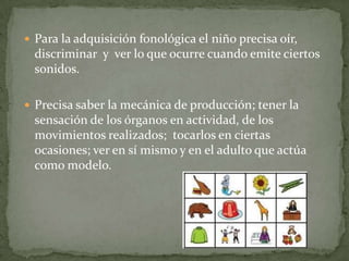  Para la adquisición fonológica el niño precisa oír,
  discriminar y ver lo que ocurre cuando emite ciertos
  sonidos.

 Precisa saber la mecánica de producción; tener la
  sensación de los órganos en actividad, de los
  movimientos realizados; tocarlos en ciertas
  ocasiones; ver en sí mismo y en el adulto que actúa
  como modelo.
 