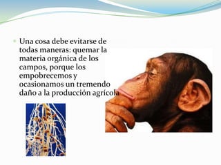 Una cosa debe evitarse de todas maneras: quemar la materia orgánica de los campos, porque los empobrecemos y ocasionamos un tremendo daño a la producción agrícola