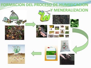 FORMACION DEL PROCESO DE HUMIFICACION Y MENERALIZACION