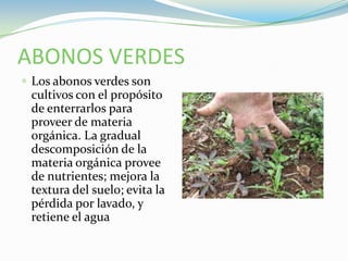 ABONOS VERDESLos abonos verdes son cultivos con el propósito de enterrarlos para proveer de materia orgánica. La gradual descomposición de la materia orgánica provee de nutrientes; mejora la textura del suelo; evita la pérdida por lavado, y retiene el agua