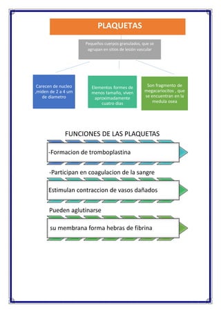 Carecen de nucleo
,miden de 2 a 4 um
de diametro
Elementos formes de
menos tamaño, viven
aproximadamente
cuatro dias
Son fragmento de
megacariocitos , que
se encuentran en la
medula osea
FUNCIONES DE LAS PLAQUETAS
-Formacion de tromboplastina
-Participan en coagulacion de la sangre
Estimulan contraccion de vasos dañados
Pueden aglutinarse
su membrana forma hebras de fibrina
PLAQUETAS
Pequeños cuerpos granulados, que se
agrupan en sitios de lesión vascular
 