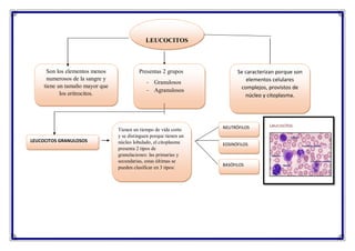 LEUCOCITOS
Son los elementos menos
numerosos de la sangre y
tiene un tamaño mayor que
los eritrocitos.
Se caracterizan porque son
elementos celulares
complejos, provistos de
núcleo y citoplasma.
Presentas 2 grupos
- Granulosos
- Agranulosos
LEUCOCITOS GRANULOSOS
Tienen un tiempo de vida corto
y se distinguen porque tienen un
núcleo lobulado, el citoplasma
presenta 2 tipos de
granulaciones: las primarias y
secundarias, estas últimas se
pueden clasificar en 3 tipos:
EOSINÓFILOS
NEUTRÓFILOS
BASÓFILOS
 