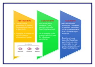 NEUTRÓFILOS
• Leucositos mas
numerosos , la función
fundamental de estas es
la fagocitosis
• Aumentan su número en
las infecciones e
inflamaciones agudas
EOSINÓFILOS
• Leucositos pocos
numeroso , estos
también realizar la
función de fagocitosis
• Se incrementan en los
procesos alérgicos y en
las infecciones
parasitarias
BASÓFILOS
• Leucocitos menos
numerosos , contienen
la heparina e histamnia ,
por lo que se asemejan
a las celulas del tejido
conectivo
• Estas tienen poca
capacidad fagocítica y
susu funciones están
relacionadas con las
sustancias que elaboran
heparina e histamina
 