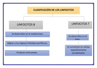 CLASIFICACIÒN DE LOS LINFOCITOS
LINFOCITOS B LINFOCITOS T
Se desarrollan en la medula ósea.
Migran a los órganos linfoideos periféricos.
Producen anticuerpos.
Se desarrollan en el
timo.
Se convierten en células
específicamente
sensibilizadas.
 