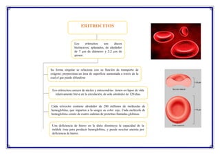 ERITROCITOS
Los eritrocitos son discos
bicóncavos, aplanados, de alrededor
de 7 μm de diámetro y 2.2 μm de
grosor.
Su forma singular se relaciona con su función de transporte de
oxígeno; proporciona un área de superficie aumentada a través de la
cual el gas puede difundirse
Los eritrocitos carecen de núcleo y mitocondrias tienen un lapso de vida
relativamente breve en la circulación, de sólo alrededor de 120 días.
Cada eritrocito contiene alrededor de 280 millones de moléculas de
hemoglobina, que imparten a la sangre su color rojo. Cada molécula de
hemoglobina consta de cuatro cadenas de proteínas llamadas globinas.
Una deficiencia de hierro en la dieta disminuye la capacidad de la
médula ósea para producir hemoglobina, y puede suscitar anemia por
deficiencia de hierro.
 