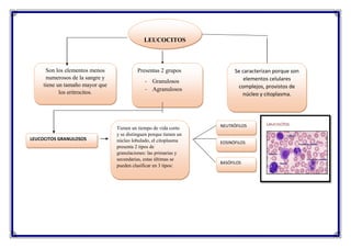 LEUCOCITOS
Son los elementos menos
numerosos de la sangre y
tiene un tamaño mayor que
los eritrocitos.
Se caracterizan porque son
elementos celulares
complejos, provistos de
núcleo y citoplasma.
Presentas 2 grupos
- Granulosos
- Agranulosos
LEUCOCITOS GRANULOSOS
Tienen un tiempo de vida corto
y se distinguen porque tienen un
núcleo lobulado, el citoplasma
presenta 2 tipos de
granulaciones: las primarias y
secundarias, estas últimas se
pueden clasificar en 3 tipos:
EOSINÓFILOS
NEUTRÓFILOS
BASÓFILOS
 