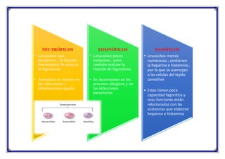 NEUTRÓFILOS
• Leucositos mas
numerosos , la función
fundamental de estas es
la fagocitosis
• Aumentan su número en
las infecciones e
inflamaciones agudas
EOSINÓFILOS
• Leucositos pocos
numeroso , estos
también realizar la
función de fagocitosis
• Se incrementan en los
procesos alérgicos y en
las infecciones
parasitarias
BASÓFILOS
• Leucocitos menos
numerosos , contienen
la heparina e histamnia ,
por lo que se asemejan
a las celulas del tejido
conectivo
• Estas tienen poca
capacidad fagocítica y
susu funciones están
relacionadas con las
sustancias que elaboran
heparina e histamina
 