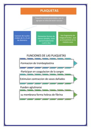 Carecen de nucleo
,miden de 2 a 4 um
de diametro
Elementos formes de
menos tamaño, viven
aproximadamente
cuatro dias
Son fragmento de
megacariocitos , que
se encuentran en la
medula osea
FUNCIONES DE LAS PLAQUETAS
-Formacion de tromboplastina
-Participan en coagulacion de la sangre
Estimulan contraccion de vasos dañados
Pueden aglutinarse
su membrana forma hebras de fibrina
PLAQUETAS
Pequeños cuerpos granulados, que se
agrupan en sitios de lesión vascular
 