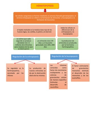 las celulas sanguineas se forman mediante un proceso llamado gematopoyesis. el
termno eritopoyesis se refiere a la formacion de etitrocitos y leucopoyesis a la
formacion de leucositos
el tejido mieloide es la medula ósea roja de los
huesos lagos, las cotillas, la pelvis y el eternón
se estima que cada
segundo se produce
alrededor de 2.5
millones de eritrocitos
para reeplazo de las que
se destruyeron
un eritrocito vive 170
dias y un leucosito
granulado vice 100 a 300
días
todas las células se
diferencian de la
eritropoyesis y la
leucopoyesis
la produccion de
eritrocitos es producida
por la hormoina
heritropoyética
Regulación de la eritropoyesis Regulación de la leucopoyesis
Su regulador es la
heritropoyetina,
secretada por los
riñones
La producción de
nuevos eritrocitos se
da por la destrucción
diaria de los mismos.
Las citosinas
conocidas como
factor de crecimiento
multipotente y las
colonias de
granulocitos actúan
de manera específica
Estimulan el
desarrollo de
neutrófilos
El factor estimulante
de granulocitos
monocitos estimula
el desarrollo de los
monocitos y de los
eusinofilos.
 
