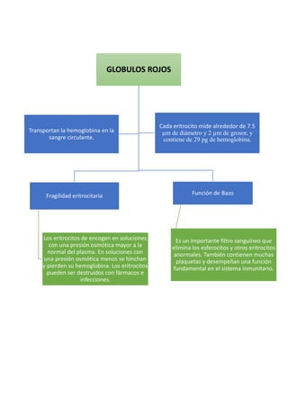 GLOBULOS ROJOS
Fragilidad eritrocitaria
Los eritrocitos de encogen en soluciones
con una presión osmótica mayor a la
normal del plasma. En soluciones con
una presión osmótica menos se hinchan
y pierden su hemoglobina. Los eritrocitos
pueden ser destruidos con fármacos e
infecciones.
Función de Bazo
Es un importante filtro sanguíneo que
elimina los esferocitos y otros eritrocitos
anormales. También contienen muchas
plaquetas y desempeñan una función
fundamental en el sistema inmunitario.
Transportan la hemoglobina en la
sangre circulante.
Cada eritrocito mide alrededor de 7.5
µm de diámetro y 2 µm de grosor, y
contiene de 29 pg de hemoglobina.
 