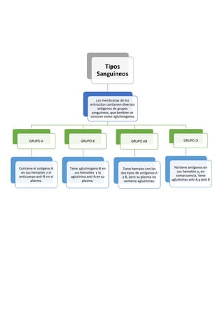 Tipos
Sanguineos
Las membranas de los
eritrocitos contienen diversos
antígenos de grupos
sanguineos, que tambien se
conocen como aglutinógenos
GRUPO A
Contiene el antígeno A
en sus hematíes y el
anticuerpo anti-B en el
plasma.
GRUPO B
Tiene aglutinógeno B en
sus hematíes y la
aglutinina anti-A en su
plasma.
GRUPO AB
Tiene hemaíes con los
dos tipos de antígenos A
y B, pero su plasma no
contiene aglutininas.
GRUPO O
No tiene antígenos en
sus hematíes y, en
consecuencia, tiene
aglutininas anti-A y anti-B
 