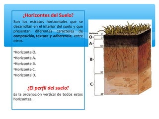 ¿Horizontes del Suelo?
Son los estratos horizontales que se
desarrollan en el interior del suelo y que
presentan diferentes caracteres de
composición, textura y adherencia, entre
otros.
•Horizonte O.
•Horizonte A.
•Horizonte B.
•Horizonte C.
•Horizonte D.
¿El perfil del suelo?
Es la ordenación vertical de todos estos
horizontes.
 