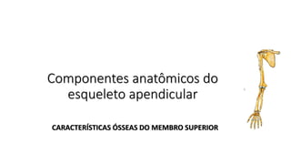 Componentes anatômicos do
esqueleto apendicular
CARACTERÍSTICAS ÓSSEAS DO MEMBRO SUPERIOR
 