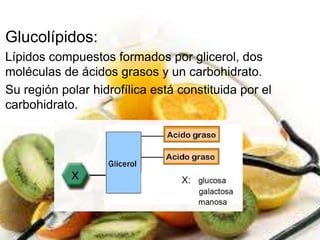 Glucolípidos: 
Lípidos compuestos formados por glicerol, dos 
moléculas de ácidos grasos y un carbohidrato. 
Su región polar hidrofílica está constituida por el 
carbohidrato. 
 