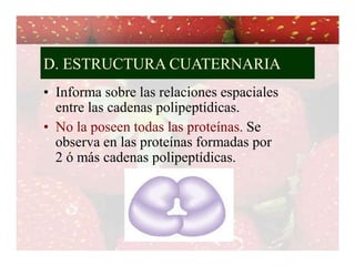 D. ESTRUCTURA CUATERNARIA 
• Informa sobre las relaciones espaciales 
entre las cadenas polipeptídicas. 
• No la poseen todas las proteínas. Se 
observa en las proteínas formadas por 
2 ó más cadenas polipeptídicas. 
 