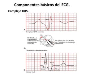 Componentes básicos del ECG.
Complejo QRS.
 