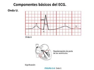 Componentes básicos del ECG.
Onda U.
 