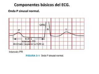 Componentes básicos del ECG.
Onda P sinusal normal.
 