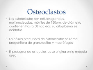 Osteoclastos 
• Los osteoclastos son células grandes, 
multinucleadas, móviles de 150um, de diámetro 
contienen hasta 50 núcleos, su citoplasma es 
acidófilo. 
• La célula precursora de osteoclastos se llama 
progenitora de granulocitos y macrófagos 
• El precursor de osteoclastos se origina en la médula 
ósea 
 